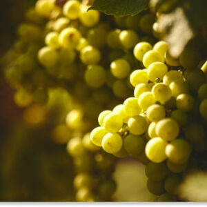 Vineyard Tasting
